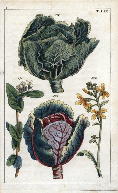 Botánica: col, Repollo, Brassica oleracea capitata, flor 172 y cabeza de hojas 173, lombarda, Brassica oleracea rubra de Unbekannter Künstler
