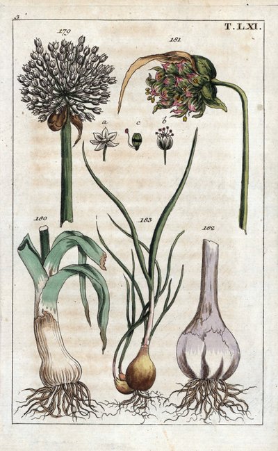 Botánica: puerro, ajo, echalote - Puerro, Allium pollum 179, flor de ajo, Allium sativum 181, bulbo de ajo 182, y chalote, Allium cepa var. aggregatum, ascalonicum de Unbekannter Künstler