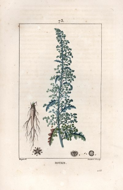 Botris (Chenopodium botrys) - Grabado de Lambert fils, según un dibujo de Pierre Jean Francois Turpin (1775-1840), de La flore medicale, de Chaumeton, Poiret et Chamberet, París 1830 - Dysphania botrys - Grabado de Lambert Ju de Unbekannter Künstler