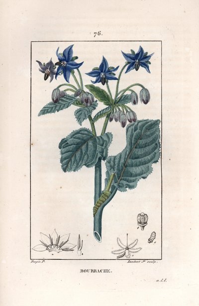 Bourrache officinale - Grabado de Lambert fils, según un dibujo de Pierre Jean Francois Turpin (1775-1840), de La flore medicale, de Chaumeton, Poiret et Chamberet, París 1830 - Borraja o flor de estrella, Borago officinalis - Grabado de Lambert Junior fro de Unbekannter Künstler