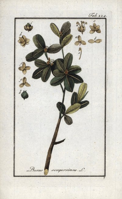 Boj o boj verde (Buxus sempervirens). Litografía de "Afbeelding der Artseny-Gewassen" de Johannes Zorn (1739-1799), Países Bajos. de Unbekannter Künstler