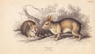 Conejo brasileño, Sylvilagus brasiliensis (Lepus tapeti). De especímenes del Museo de Berlín. Grabado en acero coloreado a mano por Lizars a partir de una ilustración de Charles Hamilton Smith de la Biblioteca Naturalista de William Jardine, Edimburgo. de Unbekannter Künstler