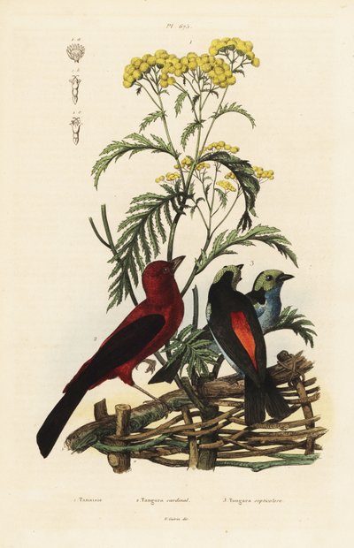 Tangara brasileña, Ramphocelus bresilius, y tangara del paraíso, Tangara chilensis de Unbekannt