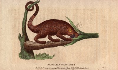 Cerdo épico de Bresilia (Coendou prehensilis), cerdo épico americano semiarborícola de las estirpes tropicales, cuya cola prensil le permite trepar a los árboles. Dibujo de Thomas Pennant (1726-1798). Litografía en The Naturalist Pocket Magazine or Cabinet de Unbekannter Künstler
