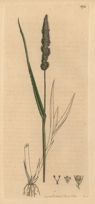 Setaria verticillata (Panicum verticillatum) (setaire verde) Grabado en cobre coloreado a mano según un dibujo de James Sowerby para la obra Botánica inglesa de James Smith. de Unbekannter Künstler