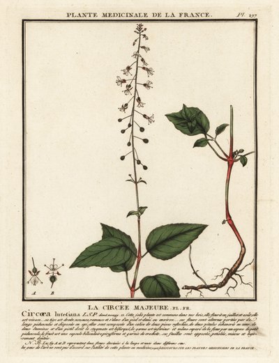 Hierba mora del encantador de hojas anchas, Circaea lutetiana. de Unbekannter Künstler