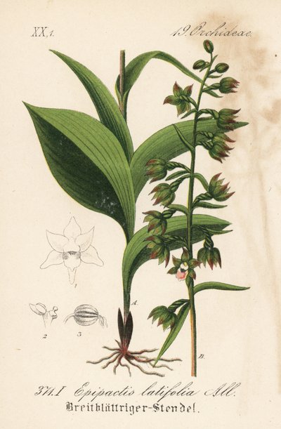 Epipactis de hoja ancha - Eléboro de hoja ancha, Epipactis helleborine (Epipactis latifolia). Litografía coloreada a mano de la Flora alemana (Flora von Deutschland) de Diederich von Schlechtendal, Jena de Unbekannter Künstler