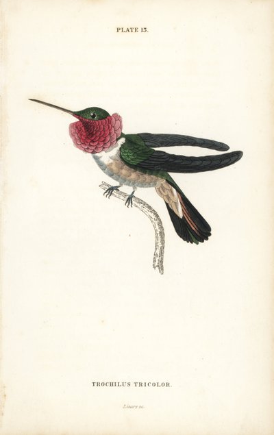 Colibrí de cola ancha, Selasphorus platycercus (Colibrí tricolor, Trochilus tricolor). Grabado en acero coloreado a mano por William Lizars de la Naturalist
