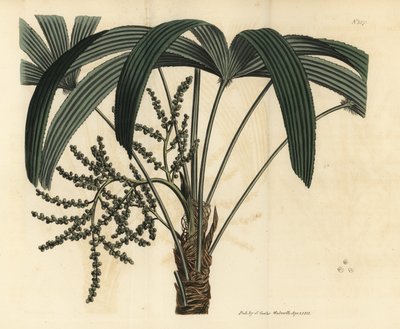 Palma dama de hoja ancha, Rhapis excelsa de Unbekannt