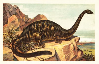 Brontosaurus excelsus, especie extinta de cuadrúpedo gigantesco sau1908 (litografía) de Unbekannter Künstler