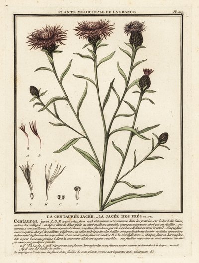 Mala hierba marrón, Centaurea jacea. de Unbekannter Künstler