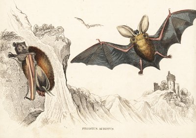Murciélago orejudo pardo o murciélago orejudo común. Grabado en acero coloreado a mano de la Galería de Historia Natural de Georg Friedrich Treitschke, Naturhistorischer Bildersaal des Thierreiches, Liepzig-1842. de Unbekannter Künstler
