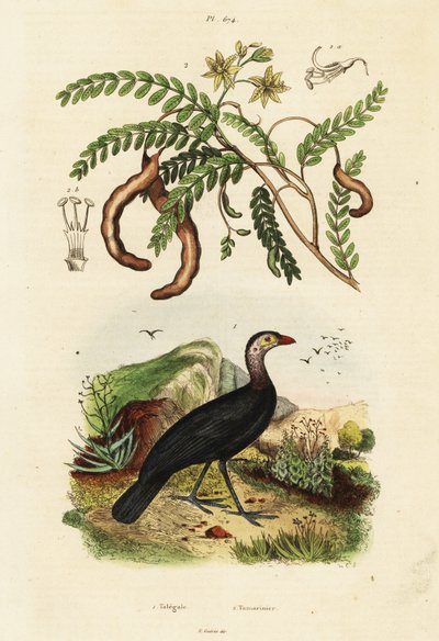 Burdeos y tamarindo, 1834-1839 (grabado) de Unbekannter Künstler