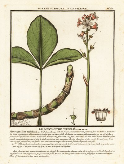 Alforfón, Menyanthes trifoliata. de Unbekannter Künstler