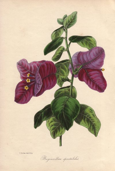 Buginvillaea spectabilis (La buganvilla o buganvilla). Litografía coloreada a mano dibujada por Samuel Holden para Sir Joseph Paxton en "Magazine of Botany", Londres, W.S. Orr. de Unbekannter Künstler