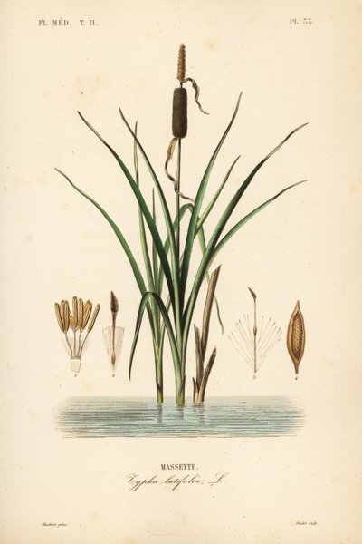 Enea o espadaña de hoja ancha, Typha latifolia de Unbekannt