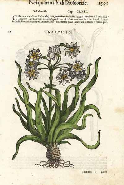 Narciso en racimo, Narcissus tazetta. Grabado en madera coloreado a mano por Wolfgang Meyerpick a partir de una ilustración de Giorgio Liberale de Discorsi di P.A. Matthioli ne i sei libri della Materia Medicinale di Pedacio Dioscoride de Pietro Andrea Mat de Unbekannter Künstler