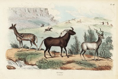 Antílope de monte, Tragelaphus scriptus 1, ñu negro o de cola blanca, Connochaetes gnou 2, kudu mayor, Tragelaphus strepsiceros 3 de Unbekannt