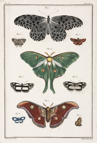 Mariposas de Unbekannt