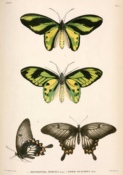 Mariposas, Indonesia de Unbekannt