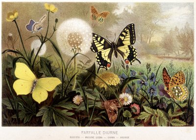 Mariposas en la nieve en “La Vida de los animales” por A.E. Brehm, Torino de Unbekannt