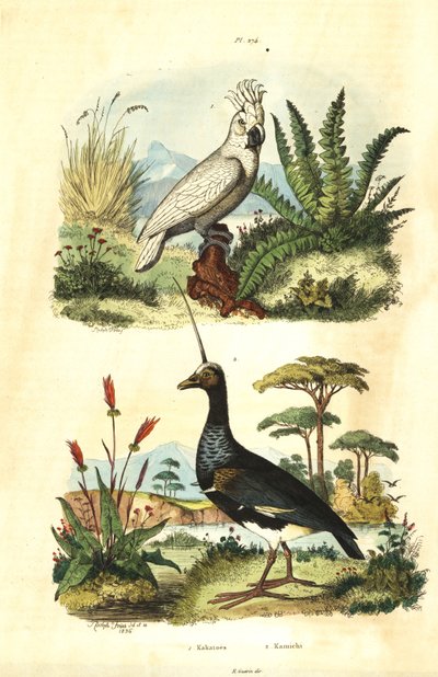 Cacatua galerita, cacatúa de cresta azufrada, y chajá cornudo, Anhima cornuta de Unbekannt