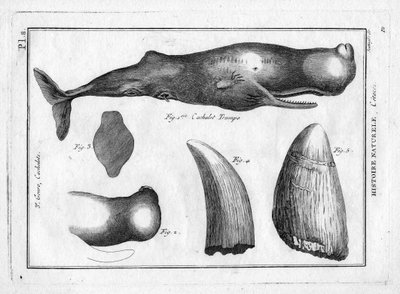 Cachalot trumpo (a trompe) en "Painting Encyclopedique et Methodique des trois Regnes de la Nature" de Pierre Joseph Bonnaterre (1762-1804). París 1784. de Unbekannter Künstler