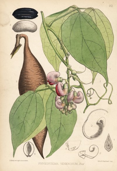 Alubia de Calabar o alubia de la Ordalía. Physostigma venenosum. Litografía coloreada a mano por Hanhart a partir de una ilustración botánica de David Blair de Robert Bentley and Henry Trimen