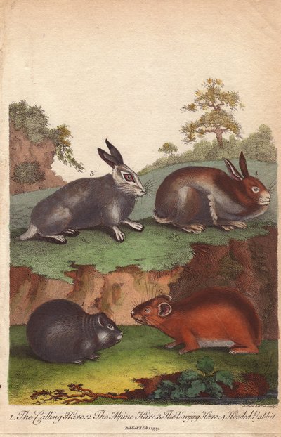 Liebre de llamada, liebre alpina, liebre variable y conejo de capucha Oryctolagus cuniculus, Lepus capensis, Lepus timidus de Unbekannter Künstler