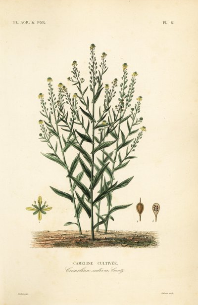 Camelina o falso lino, Camelina sativa de Unbekannt