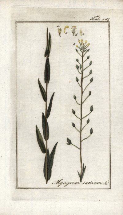 Camelina o lino basardo o sésamo de Alemania (Camelina sativa). Litografía de "Afbeelding der Artseny-Gewassen" de Johannes Zorn (1739-1799), Países Bajos. de Unbekannter Künstler