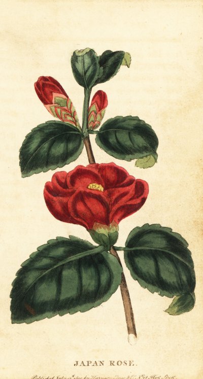 Camelia o rosa del Japón, Camellia japonica. ,1800 (grabado) de Unbekannter Künstler