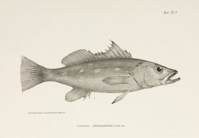Camotillo, Océano Pacífico, c 1832-1836 de Unbekannter Künstler