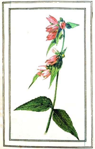 Campanula común de Unbekannter Künstler