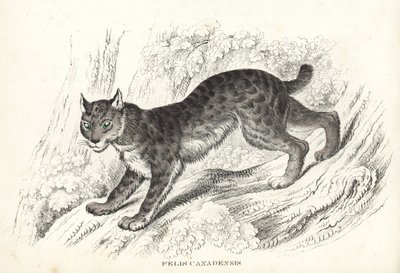 Lince canadiense, Lynx canadensis (Felis canadensis). Litografía coloreada a mano de la Galería de Historia Natural de Georg Friedrich Treitschke, Naturhistorischer Bildersaal des Thierreiches, Liepzig-1842. de Unbekannter Künstler