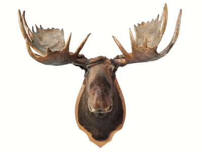 Trofeo de caza de cabeza de alce taxidermizado canadiense, montado en un escudo de roble, Vancouver de Unbekannt