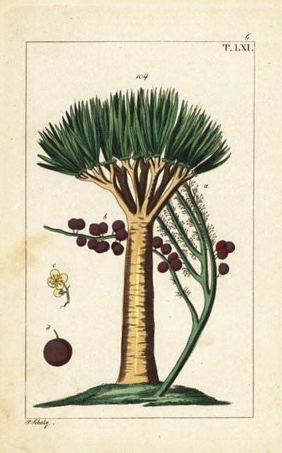 Dracaena draco de Canarias. Vulnerable. de Unbekannter Künstler