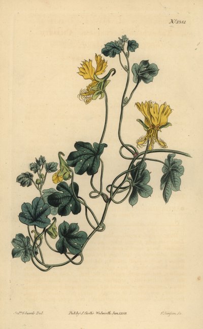 Canario trepador, capuchina ciliada, Tropaeolum peregrinum de Unbekannt