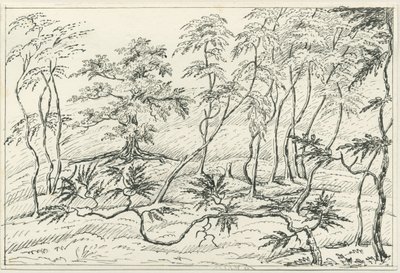 Cannock Chase de Unbekannt