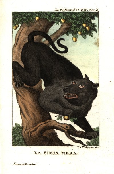 Babuino del Cabo o babuino chacma, Papio ursinus. De Francois Le Vaillant (Levaillant de Unbekannter Künstler