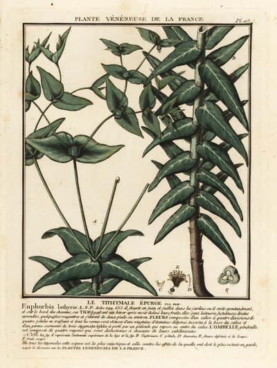 Alcaparra, Euphorbia lathyris tártago. de Unbekannter Künstler