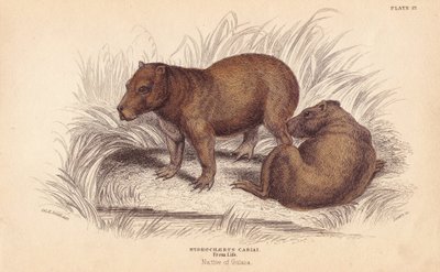 Carpincho, Hydrochoerus hydrochaeris (Hydrochaerus cabiai). Grabado en acero coloreado a mano por Lizars a partir de una ilustración de Charles Hamilton Smith de la Biblioteca del Naturalista de William Jardine, Edimburgo. de Unbekannter Künstler