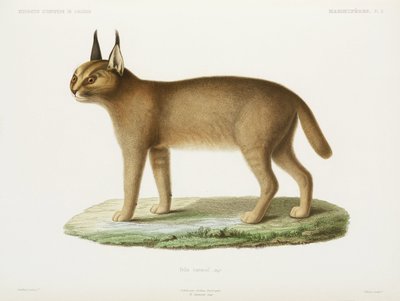 Caracal, Argelia de Unbekannt