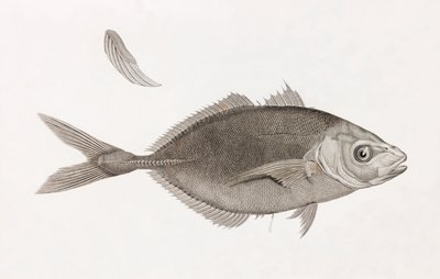 Caranx Lune, primer plano de Unbekannt