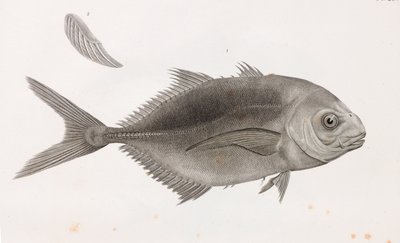 Caranx Sauteur (detalle) de Unbekannt