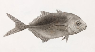 Caranx Sauteur (detalle) de Unbekannt