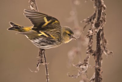 Carduelis spinus, Tarín de aliso, Jilguero eurasiático de William M. Timlin