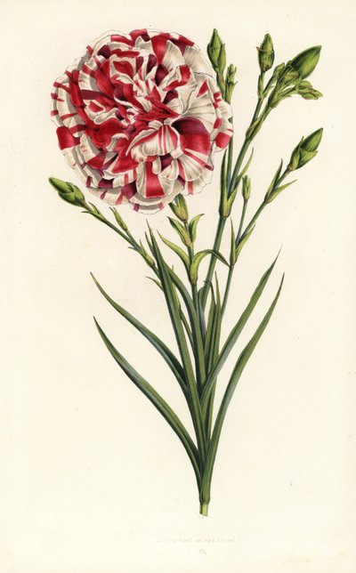 Híbrido de clavel, Luis Napoleón, Dianthus caryophyllus. Litografía coloreada a mano de la obra de Louis van Houtte y Charles Lemaire Flores de los jardines e invernaderos de Europa, Flore des Serres et des Jardins de l
