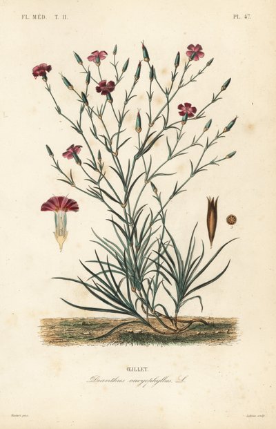Clavel, Dianthus caryophyllus de Unbekannt
