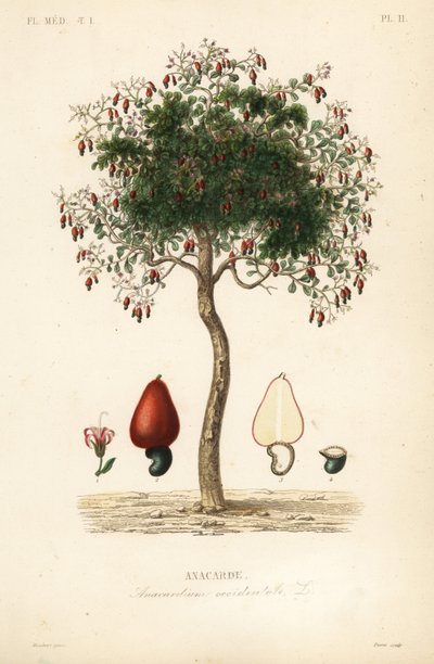 Anacardo, Anacardium occidentale de Unbekannt